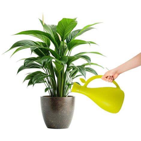 Giara Verde 1,6l In Plastica Di Alta Qualità Per Piante Domestiche