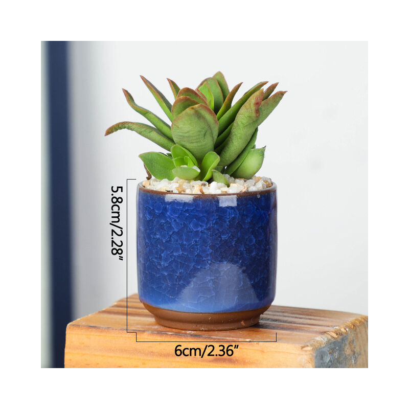 Giardino di casa Mini vaso di fiori succulenti in
