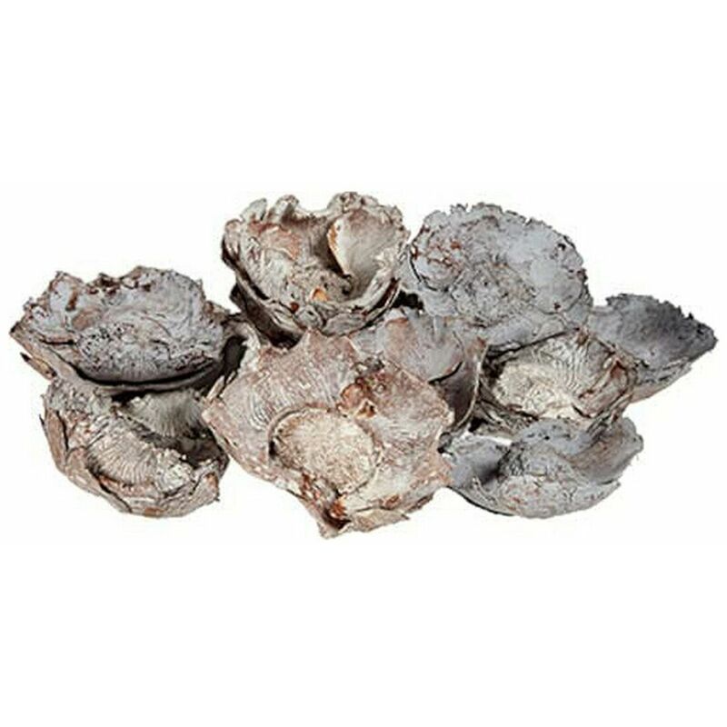 

Gift Decor Flores Decorativas Secas Natural