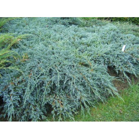 Ginepro cinese "Juniperus chinensis Blue Alps" pianta tappezzante in vaso 9