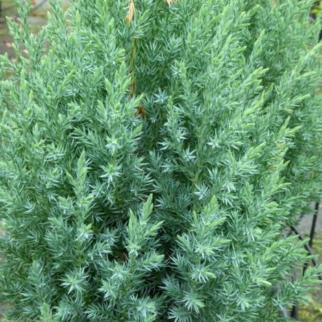 Ginepro cinese "Juniperus chinensis Stricta" pianta in vaso ø27 cm h 60/80 cm