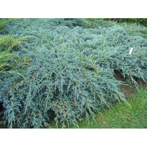 Ginepro Comune "Juniperus Communis" pianta in vaso ø18 cm h 70/100 cm
