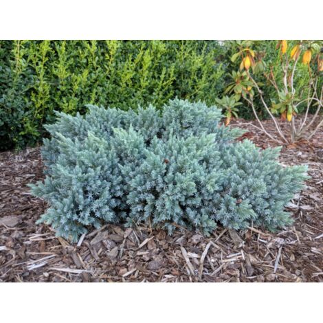 Ginepro squamoso "Juniperus squamata Blue Star" pianta in vaso  18 cm