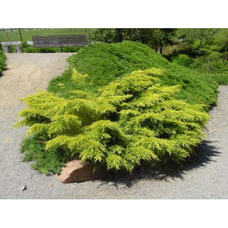 Ginepro tappezzante "Juniperus x media Gold Star" pianta in vaso bio 8 cm