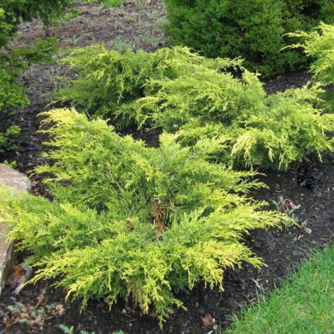 Ginepro tappezzante "Juniperus x pfitzeriana Old Gold" pianta in vaso bio 8 cm