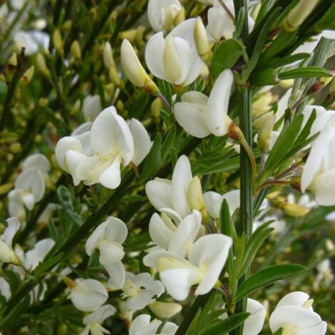 Ginestra "Cytisus praecox Albus" citiso pianta in vaso  11 cm
