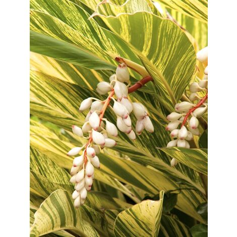 Gingembre coquille 'Variegata' Pot de 2L/3L