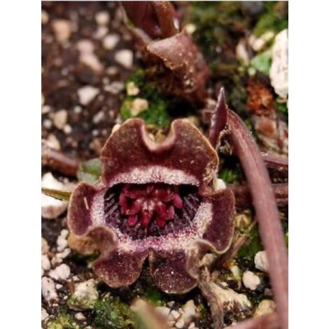 Gingembre sauvage d'Asie Godet de 8/9 cm