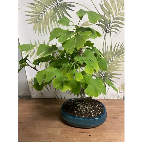 Ginkgo (Ginkgo biloba) - Bonsai Empire Pianta Vaso 20 H 35/40 Foto Reali