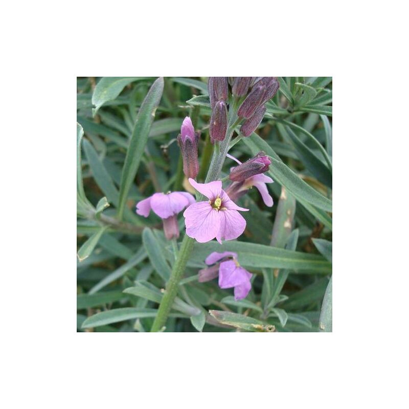 Giroflée vivace Bowles Mauve | Conditionnement: Lot de 5 godets