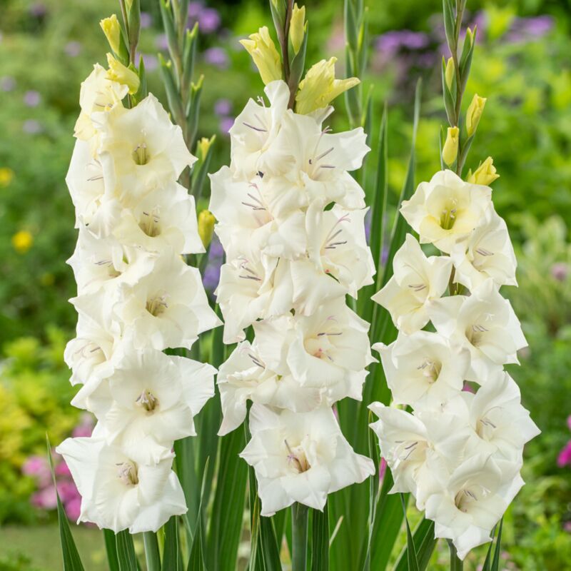 Gladiolus 'Glamini Amber' Mini - Glaïeul - lot de 21 - Fleurs de jardin - Blanc - Blanc