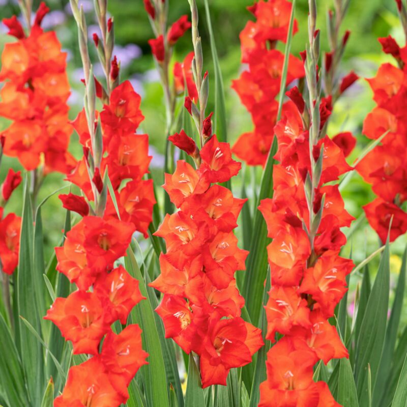 Plant In A Box - Gladiolus 'Glamini Patty' Mini - Glaïeul - lot de 21 - Fleurs de jardin - Rouge - Rouge