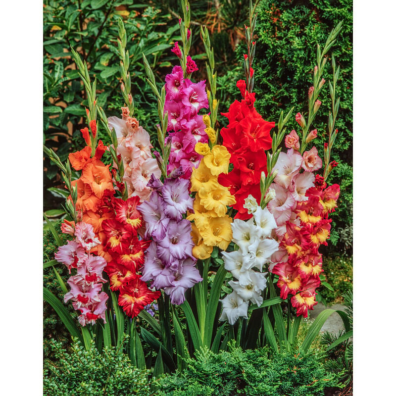 Plant In A Box - Gladiolus - Mélange de 60 - Bulbes de glaïeuls - Glaïeuls à grandes fleurs