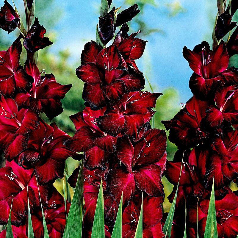 25 Glaïeuls à grandes fleurs Black Jack - Rouge