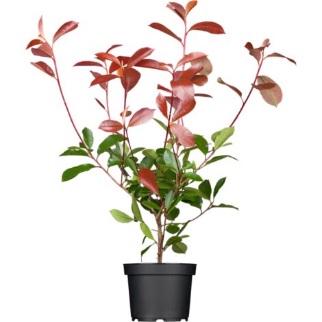 Glanzmispel 'Red Robin' Photinia fraseri 'Red Robin' C 60-  80