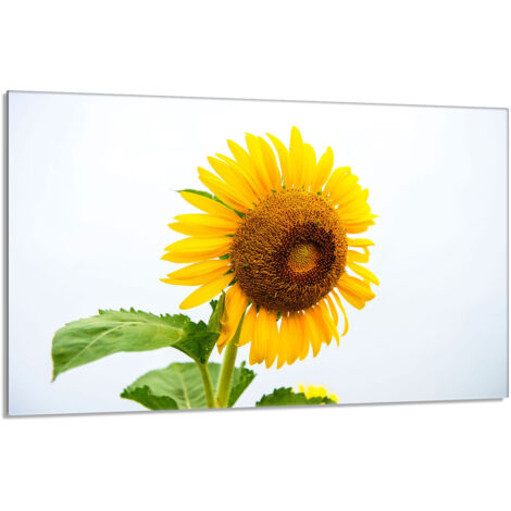 Glasherdschutzplatte 80x52 Blume