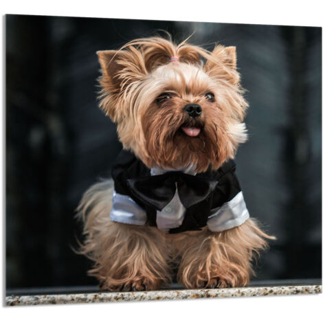 GLASPLATTE FÜR KÜCHE 65x60 Hund