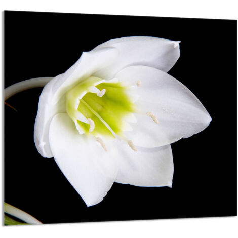 GLASPLATTE FÜR KÜCHE 65x60 Orchidee