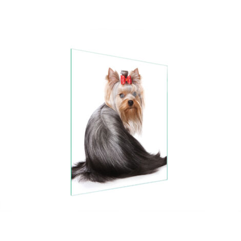 Glasschneidebrett 45x52 Hund