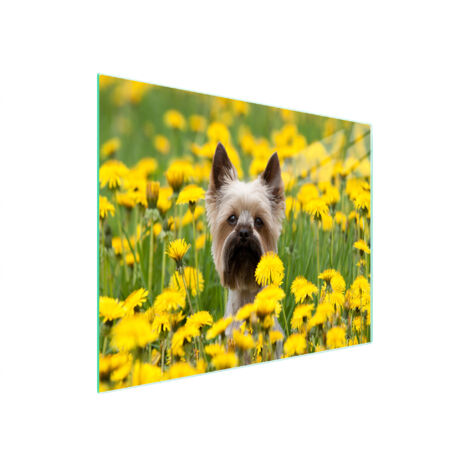Glasschneidebrett 52x30 Hund