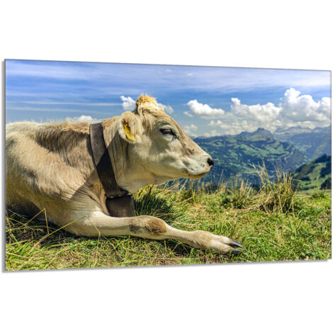 Glasschutzplatte für den Herd 80x52 Kuh
