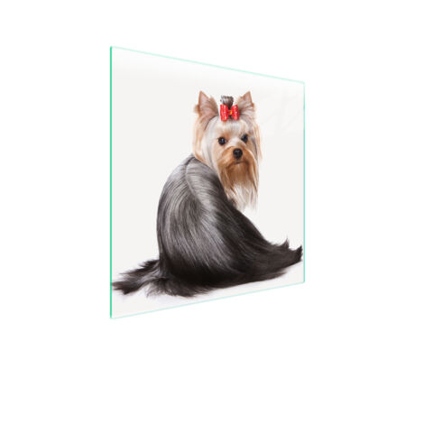 GLASSCHUTZPLATTE FÜR HERD 50x52 HUND