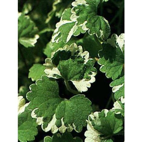 Glechoma hederacea 'Variegata' Godet de 8/9 cm
