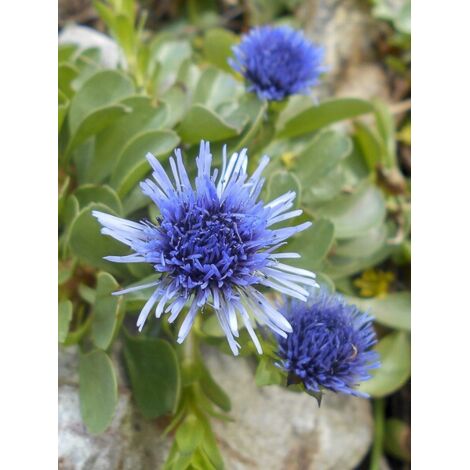 Globulaire trichosantha Godet de 8/9 cm