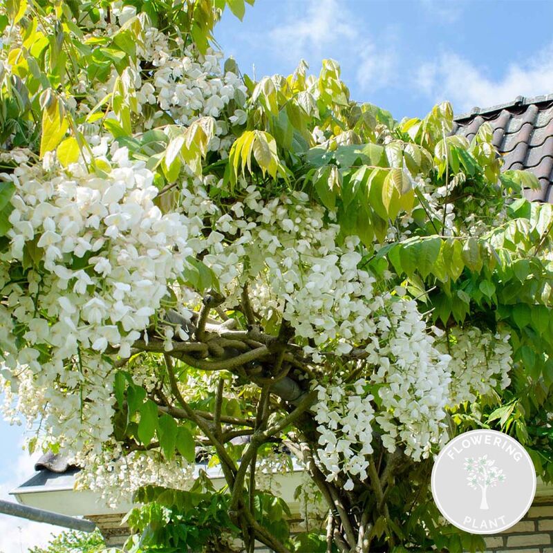 Bloomique - Glycine 'Alba' - Glycine - Blanche - Plante grimante - Peu d'entretien – ⌀15 cm - ↕60-70 cm - White