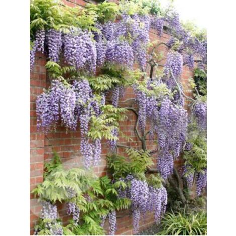 Glycine 'Black Dragon' ou violacea plena Pot de 2L/3L, Plant greffé de + de 18 mois