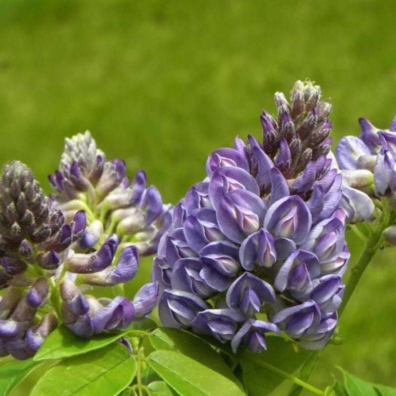 Glycine d'Amérique frutescens Longwood Purple/Pot de 3L - Bleue