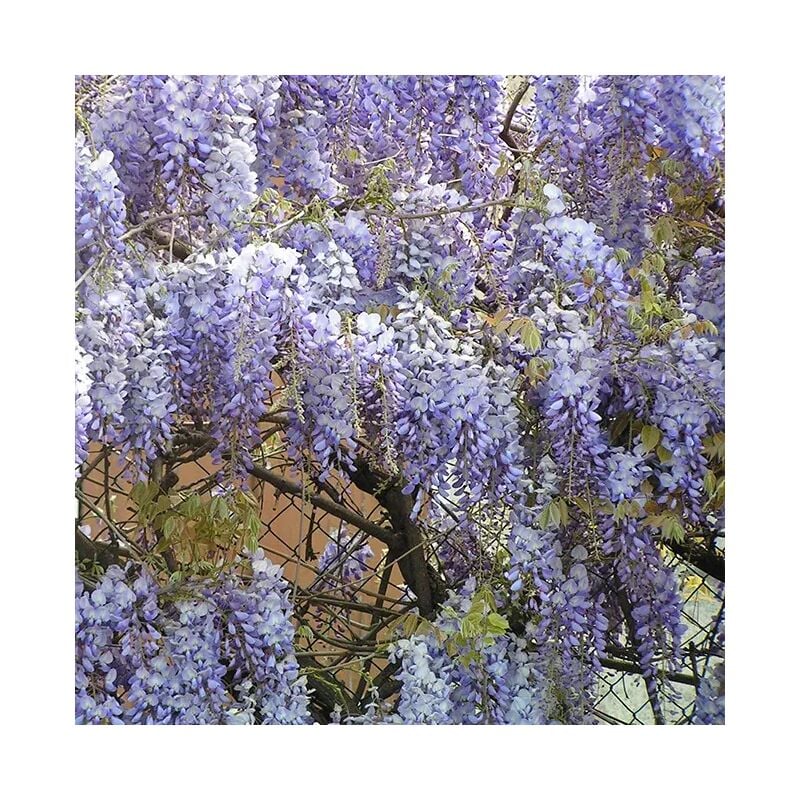 Javoy Plantes - Glycine de Chine bleue - wisteria sinensis 3L