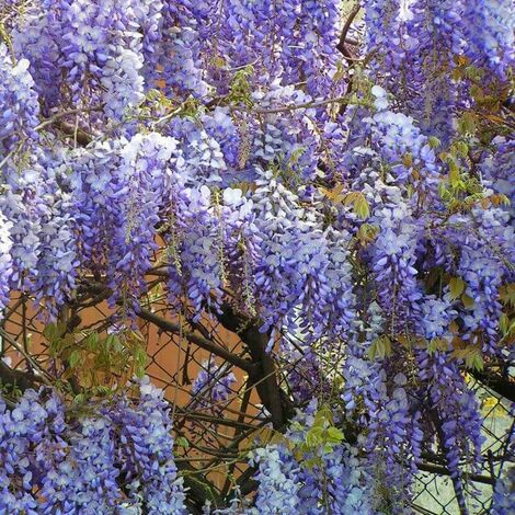 PÉPINIÈRES NAUDET Glycine de Chine Bleue (Wisteria Sinensis)