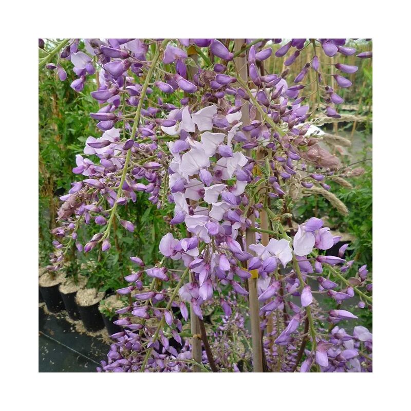 Javoy Plantes - Glycine de Chine 'Caroline' - wisteria sinensis 3L