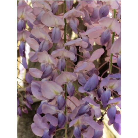 Glycine de Chine 'Flore Pleno' Pot de 3L/4L