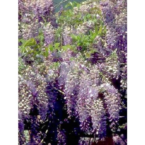 Glycine de Chine Pot de 2L/3L, Plant greffé de + de 18 mois