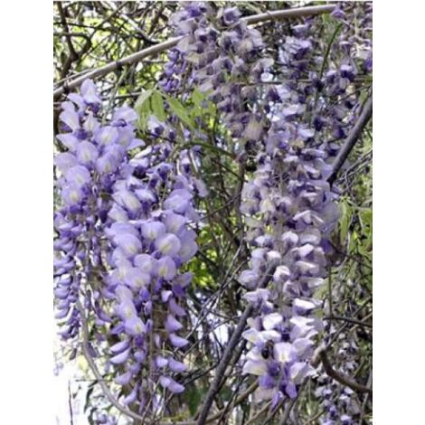 Glycine de Chine 'Prolific' Pot de 1,5L/2L