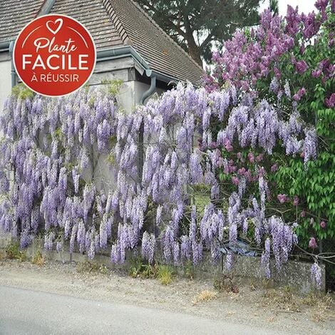 JAVOY PLANTES Glycine de Chine 'Prolific' - wisteria sinensis 3L