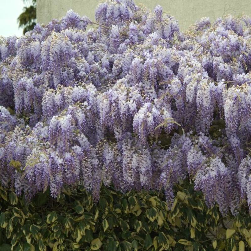 Glycine de Chine sinensis/Godet - Violette