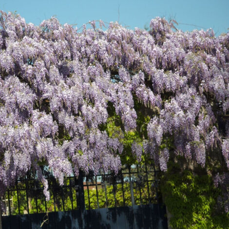 Glycine de Chine sinensis