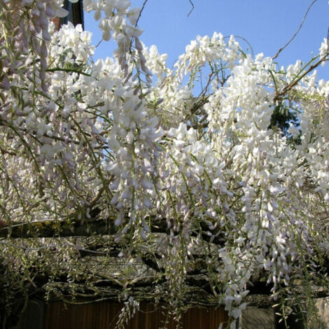 Glycine de Chine var. Alba/Godet