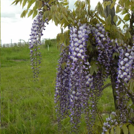 Glycine de formose formosa