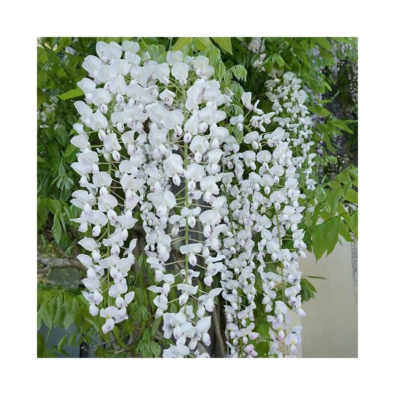 Javoy Plantes - Glycine du Japon 'Alba' - wisteria floribunda 3L