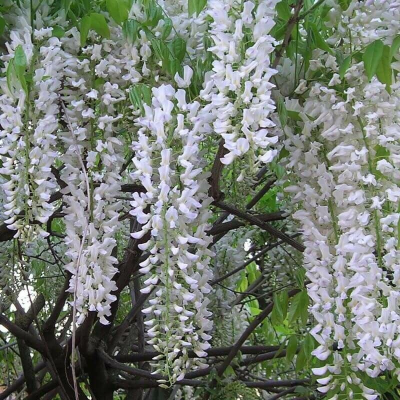 Pepinières Naudet - Glycine du Japon 'Alba' (Wisteria Floribunda Alba) - Conteneur 3L