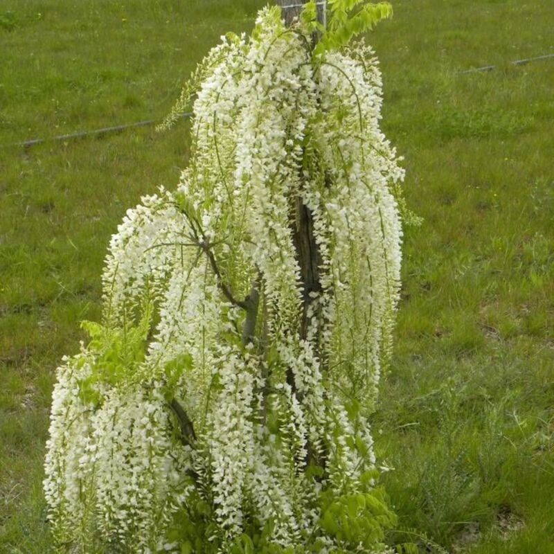Glycine du Japon floribunda Alba/Godet - Blanche