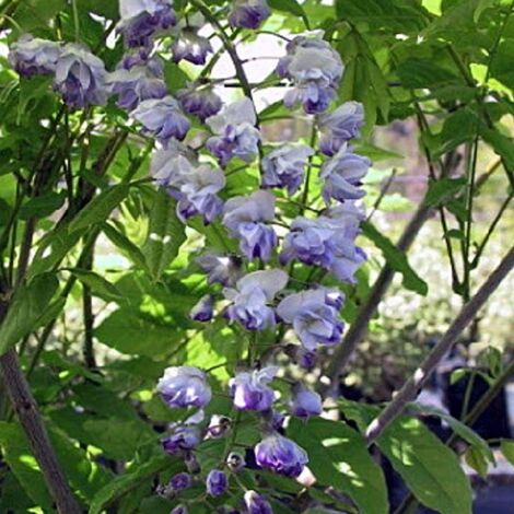 Glycine du Japon floribunda Ed's Blue®/Pot de 3L - Bleue