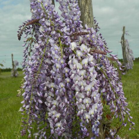 Glycine du Japon floribunda Lawrence