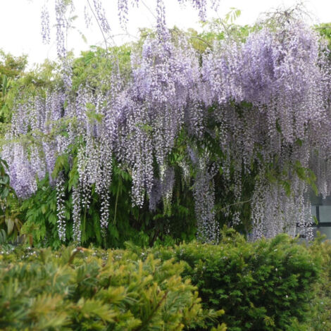 Glycine du Japon floribunda Macrobotrys