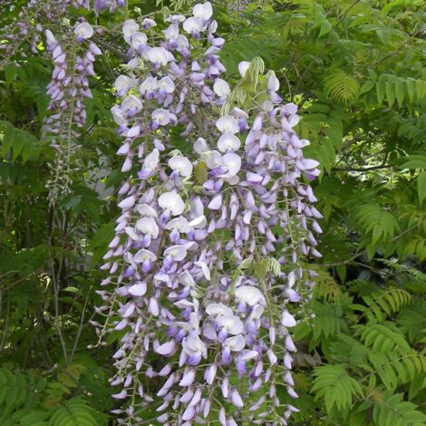 Glycine du Japon floribunda
