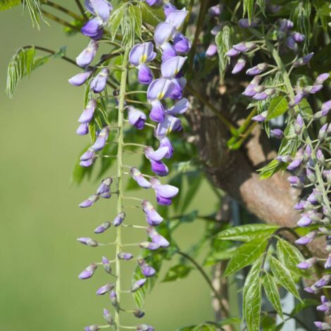Glycine du Japon floribunda Premature